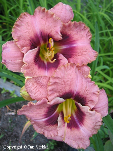 Hemerocallis Hybrida-Ryhm 'Daring Deception', tarhapivnlilja